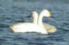Bewick's Swan